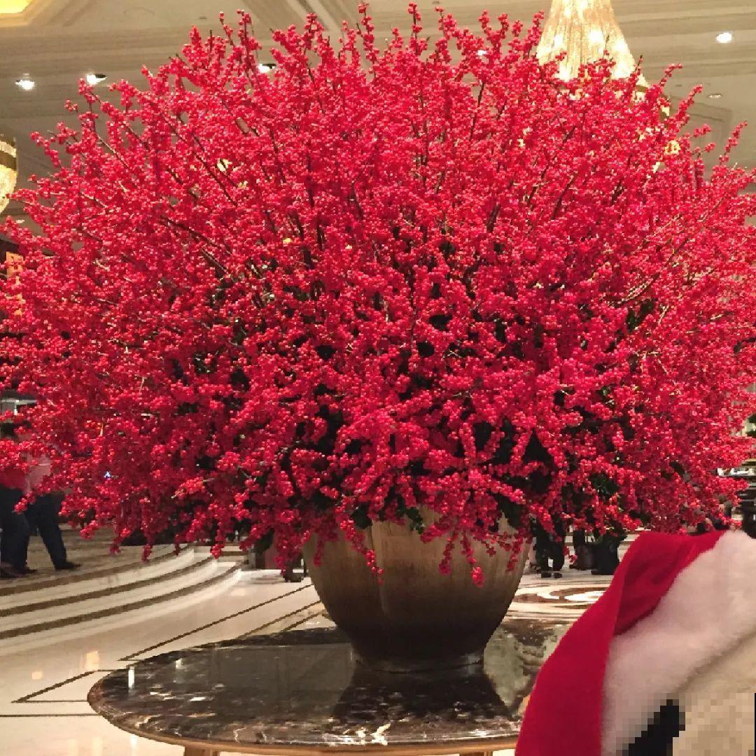 家里养盆北美冬青，红红火火，财源广进