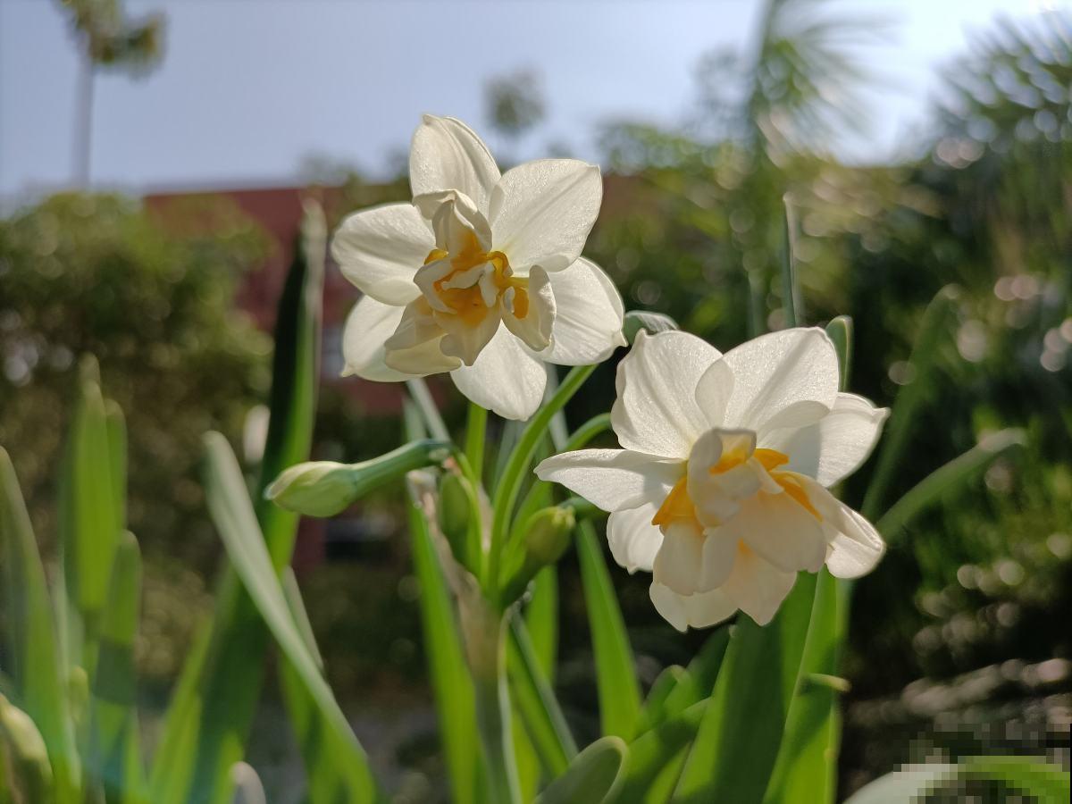 8种有毒花,养护需要远离卧室,对健康不好 8种有毒花,养护需要远离卧室,对健康不好