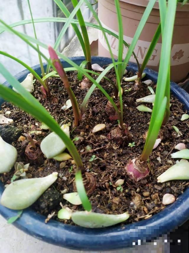 菜市场大妈最爱3种“剩菜根”，捡回家自己种，省钱又实用