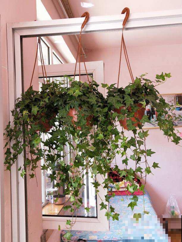 15种养人植物，养在家里身心舒畅，你养过几种