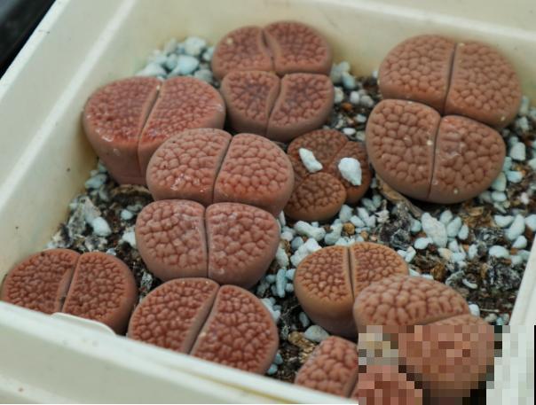 石生花养殖简单,5点学会,长势旺盛 石生花养殖简单,5点学会,长势旺盛