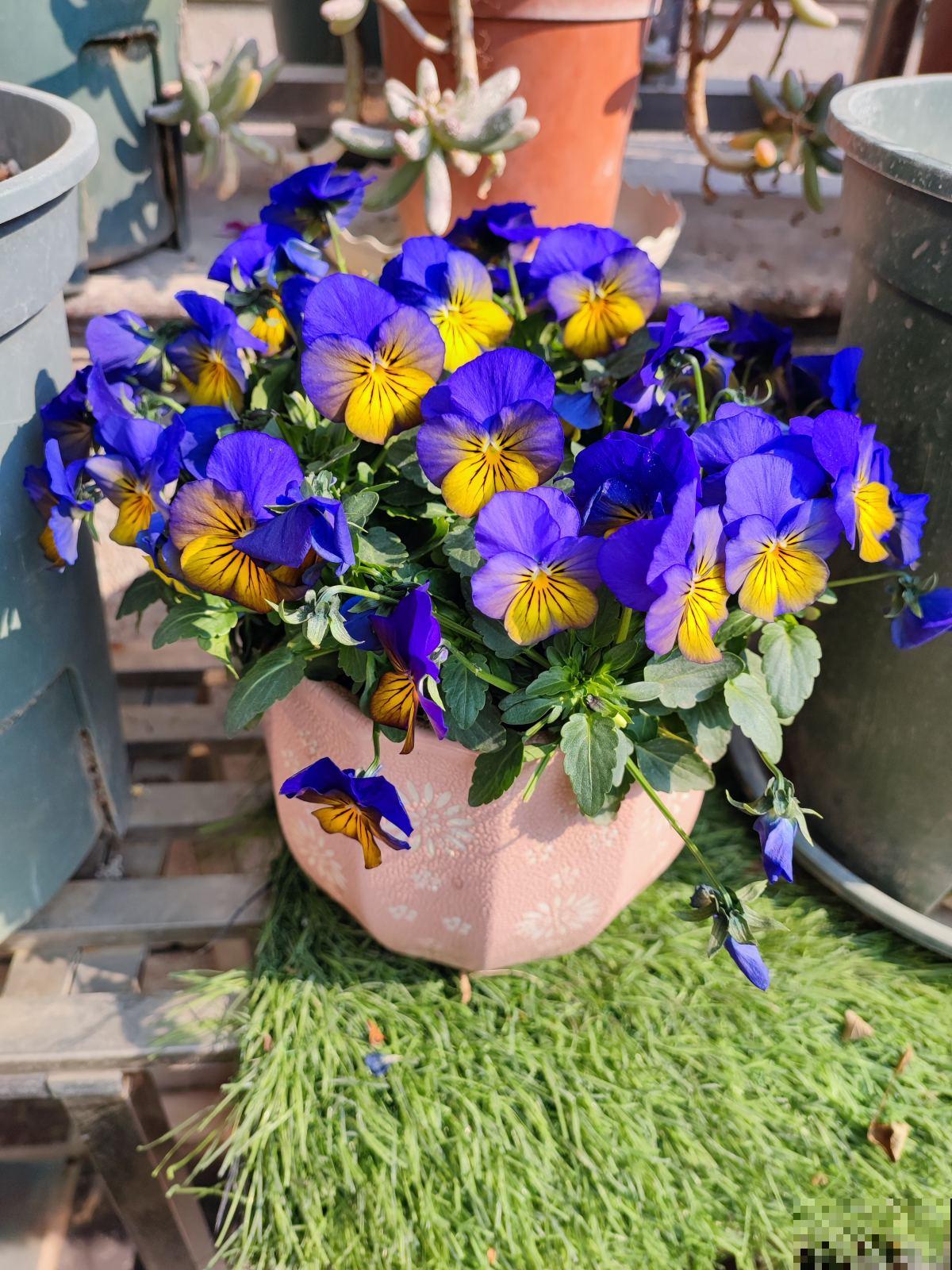 立春了，花草也别搬出去，冻死还是很容易