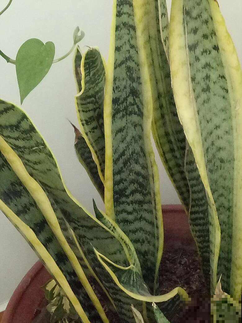 1种招财花,养在家里特省心,还有养人养生作用 1种招财花,养在家里特省心,还有养人养生作用