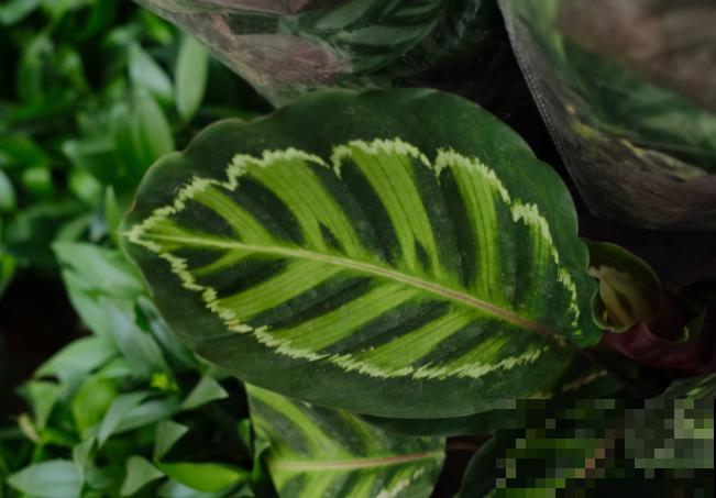 家里养盆竹芋，叶子美的像油画，不会养赶紧学会这5步