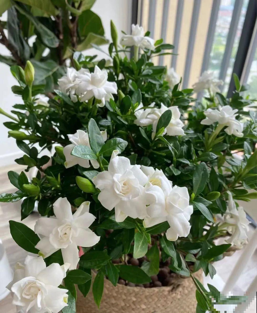 春天养栀子花，要“选对”品种，一院子清新香味！