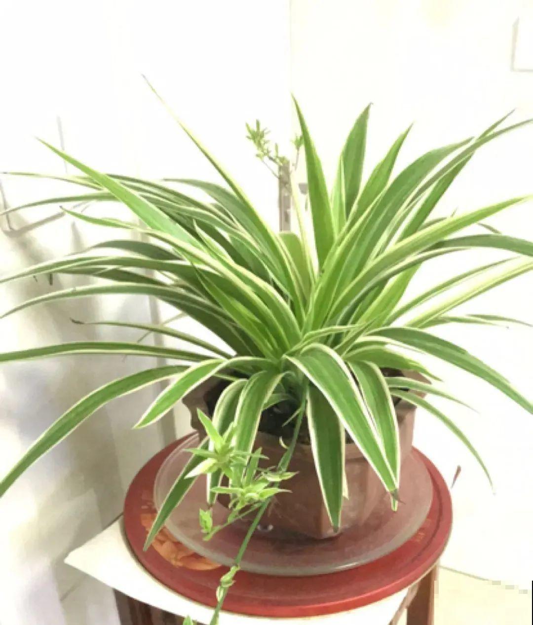 君子兰喝点油,爆花效果好,年年开出大花球 君子兰喝点油,爆花效果好,年年开出大花球