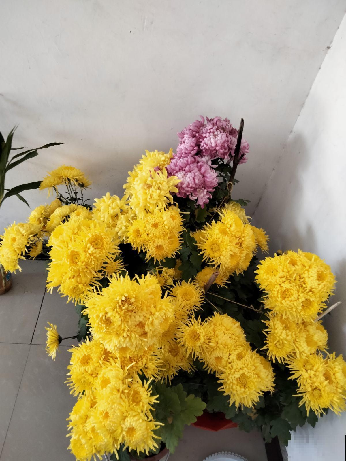 4种花，老年人特爱养，好看又养心