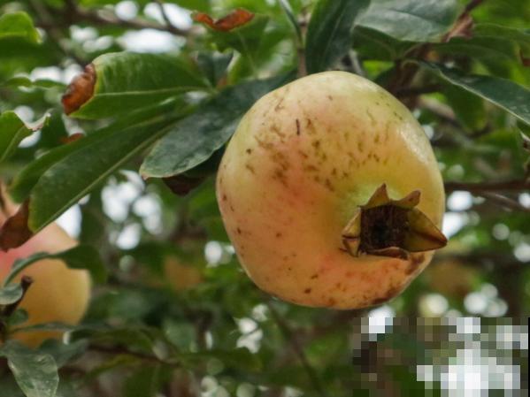 石榴的种植方法，学会这5步，年年结果