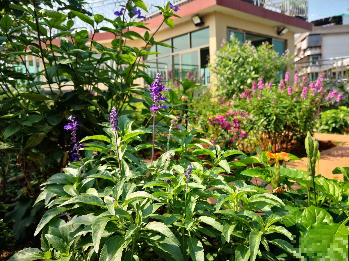 立春后整理花园，记住4个整园技巧，花不生病虫，呼呼爆花