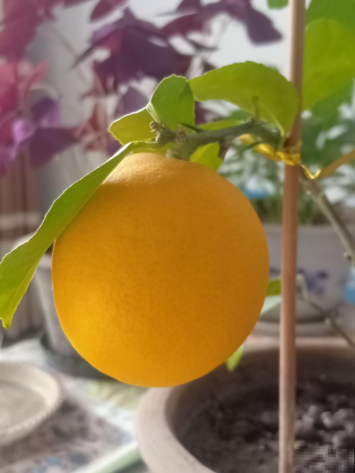 10种花有果香味，香味清新宜人，还有杀菌效果