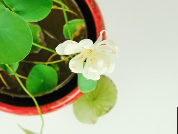 网上买的碗莲不开花，除了假货嫌疑，还和这3点有关