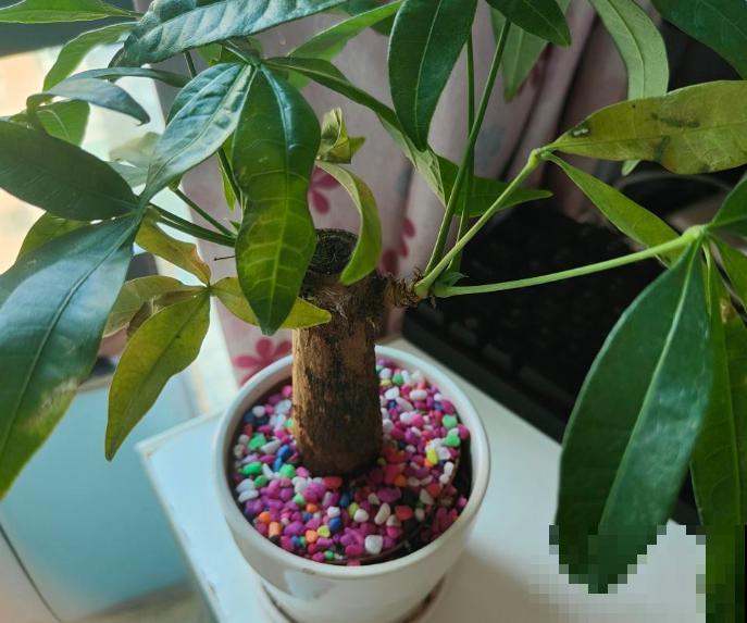 发财树的叶子下垂，一定和这5点脱不了干系，抓紧处理还能恢复