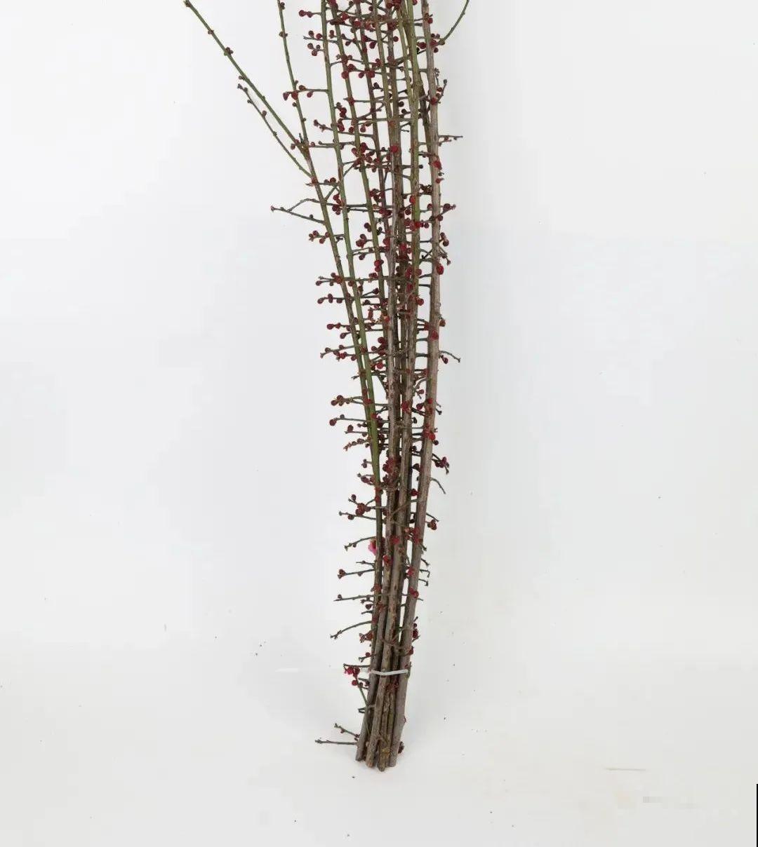 1种花剪几根枝,插水里3天就开花,迎春报喜,花香四溢 1种花剪几根枝,插水里3天就开花,迎春报喜,花香四溢