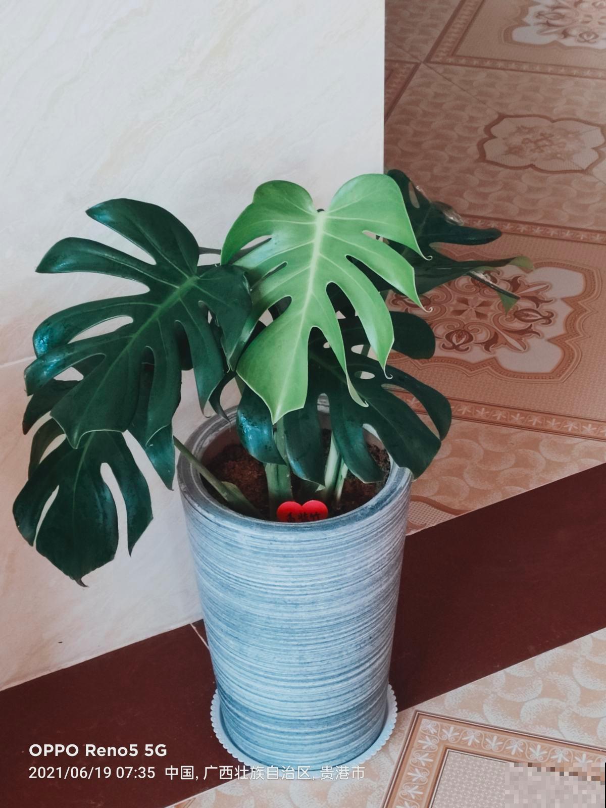 适合粗养的4种花卉,管得住手才能活得好,适合新手小白 适合粗养的4种花卉,管得住手才能活得好,适合新手小白