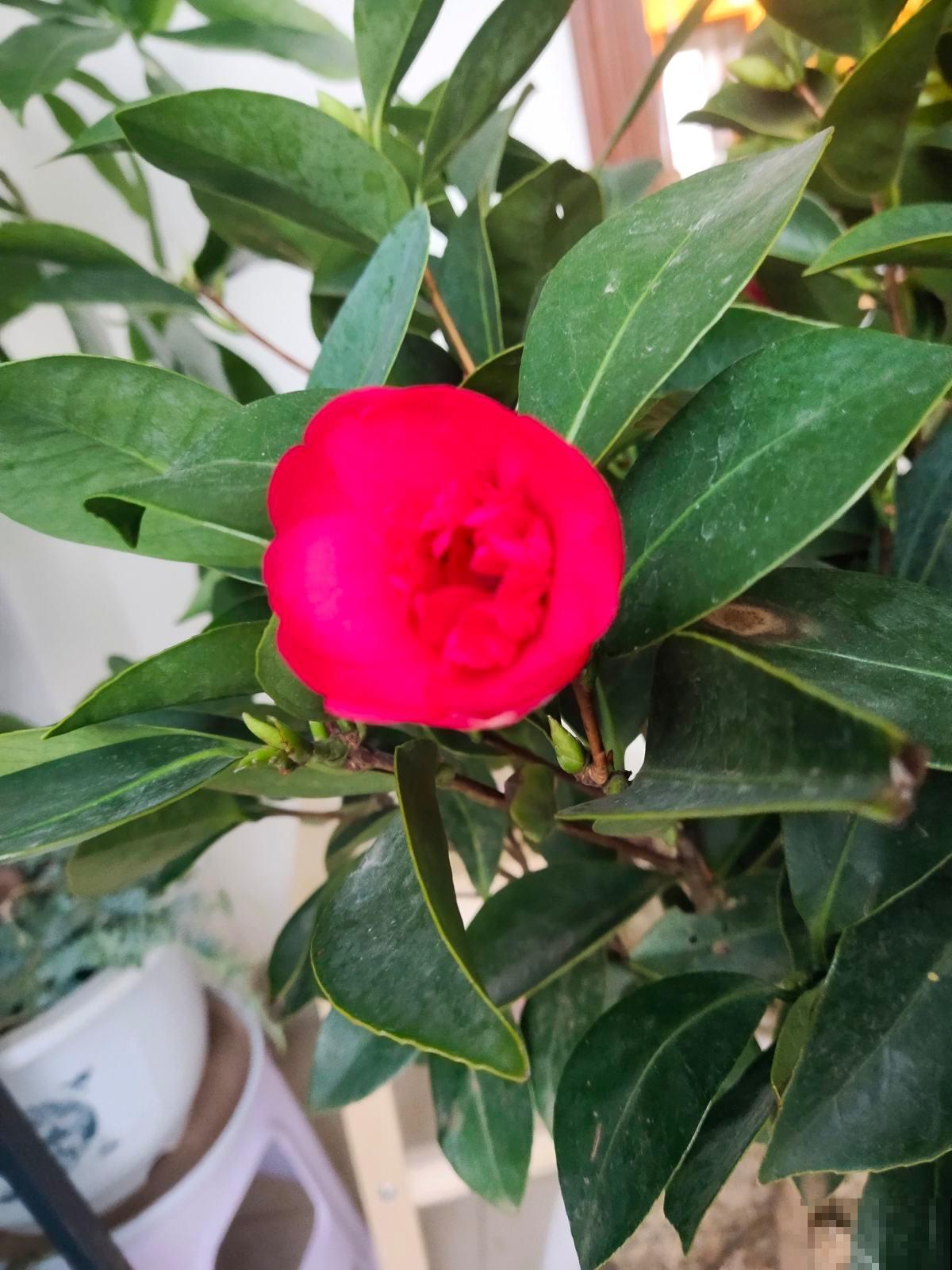 客厅有树,十有九富,6种“旺财树”,养在家里招财又旺家 客厅有树,十有九富,6种“旺财树”,养在家里招财又旺家