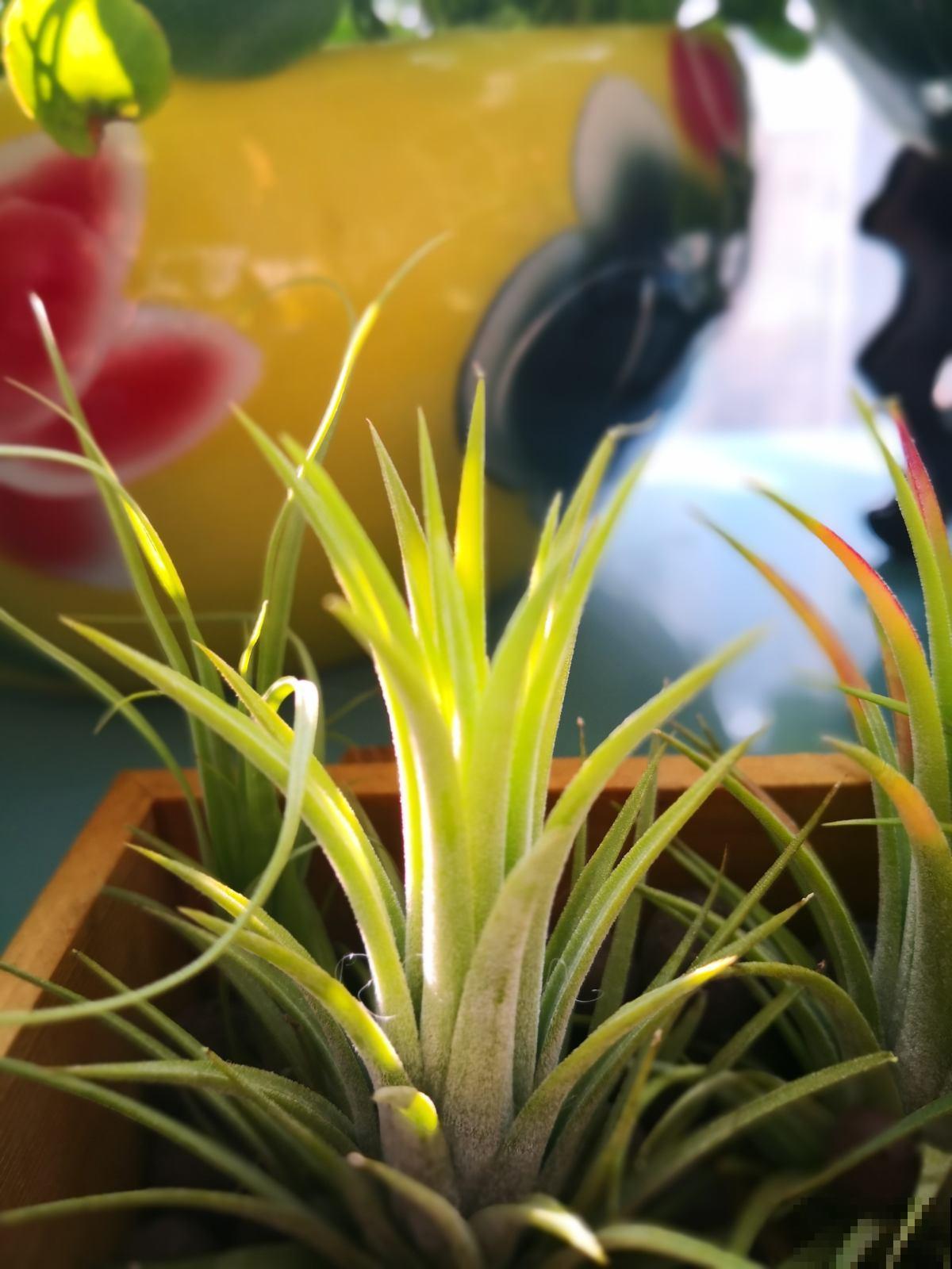 耐半阴的开花植物，家里光不好也能呼呼开花，满屋子都是香味