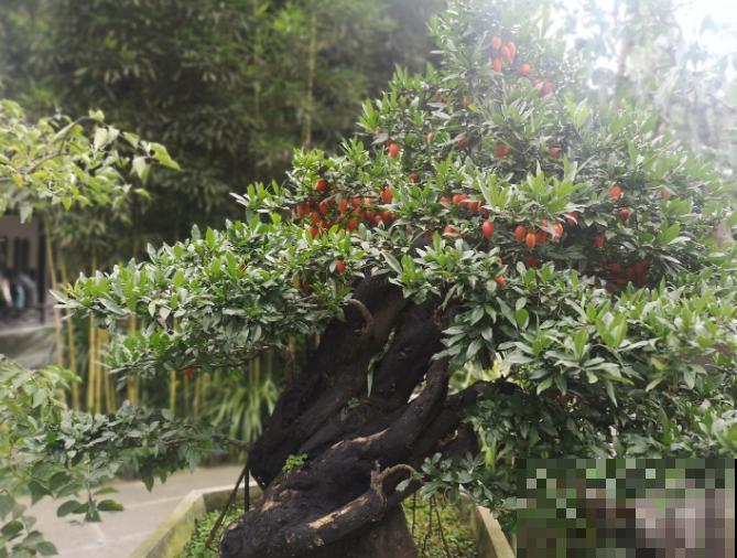 1种花有招财进宝好寓意,果子咕嘟咕嘟冒,硕果累累有好兆头 1种花有招财进宝好寓意,果子咕嘟咕嘟冒,硕果累累有好兆头