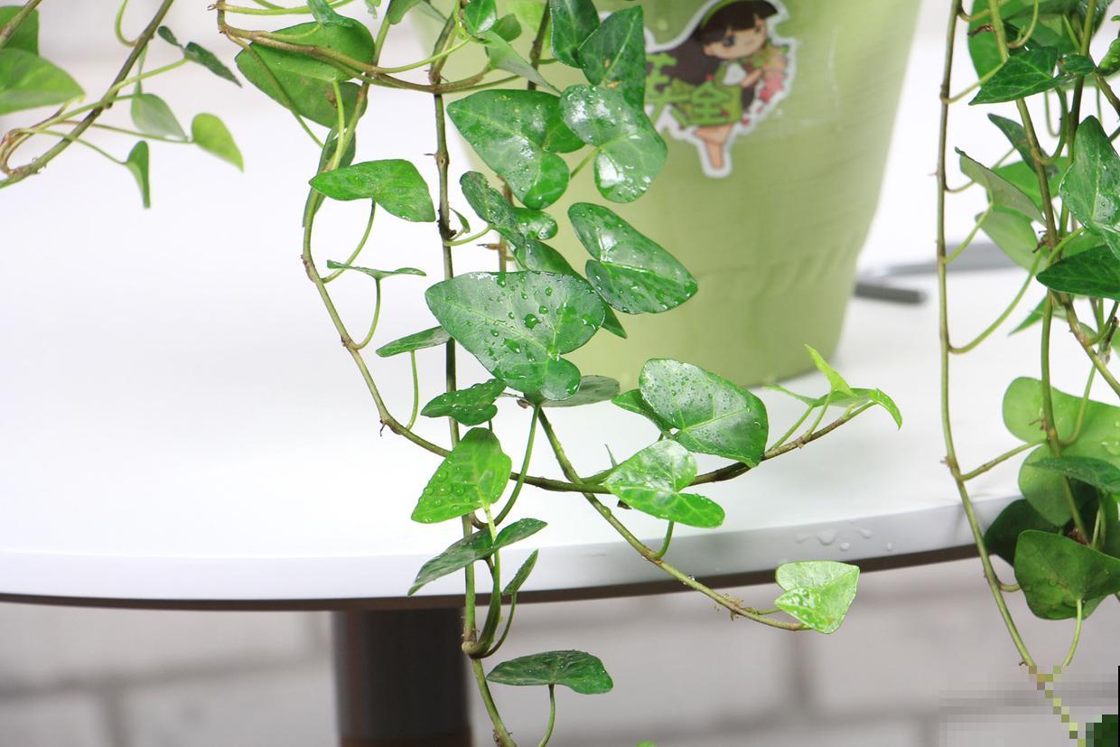 让卫生间也变小花园的方法，关键在这3种花，还有净化空气效果