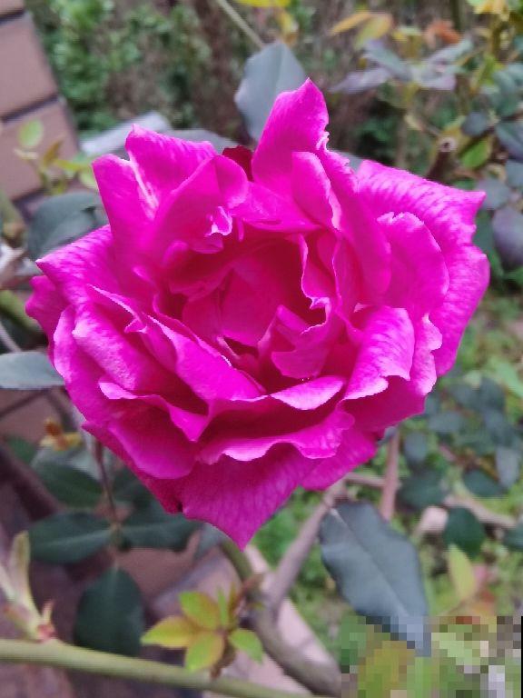 能让阳台秒变花园的4种花卉,颜值爆表花期超长,邻居看了都羡慕 能让阳台秒变花园的4种花卉,颜值爆表花期超长,邻居看了都羡慕