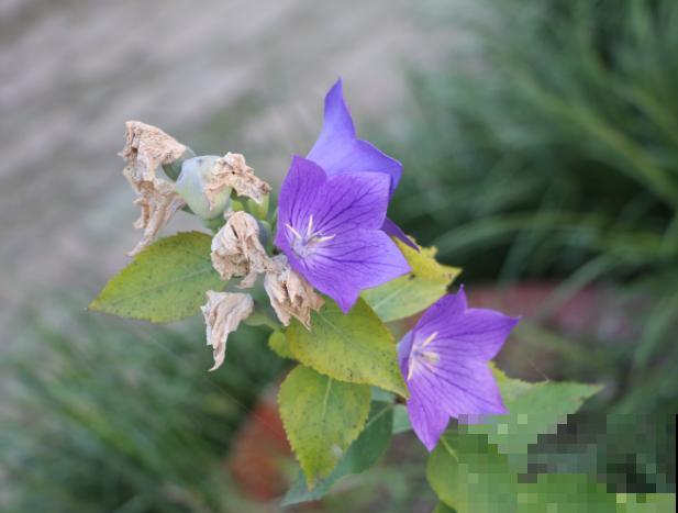 桔梗花在家养殖要想水养，这5点要知道，注意好水养也能长得好