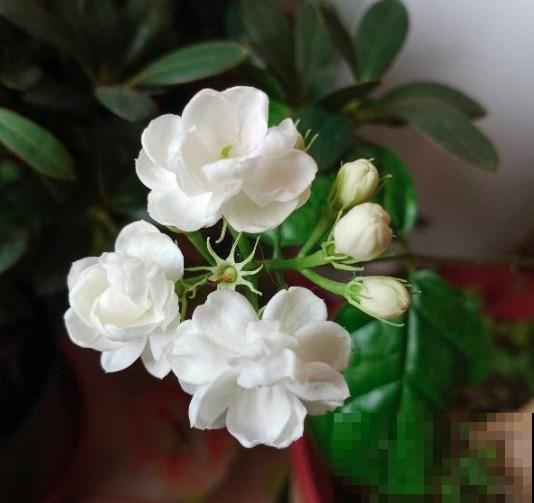 现在养茉莉,最怕换盆施肥,不注意养护难开花 现在养茉莉,最怕换盆施肥,不注意养护难开花