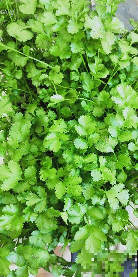 一把香菜头种土里,呼呼长出香菜苗,今年不愁吃 一把香菜头种土里,呼呼长出香菜苗,今年不愁吃