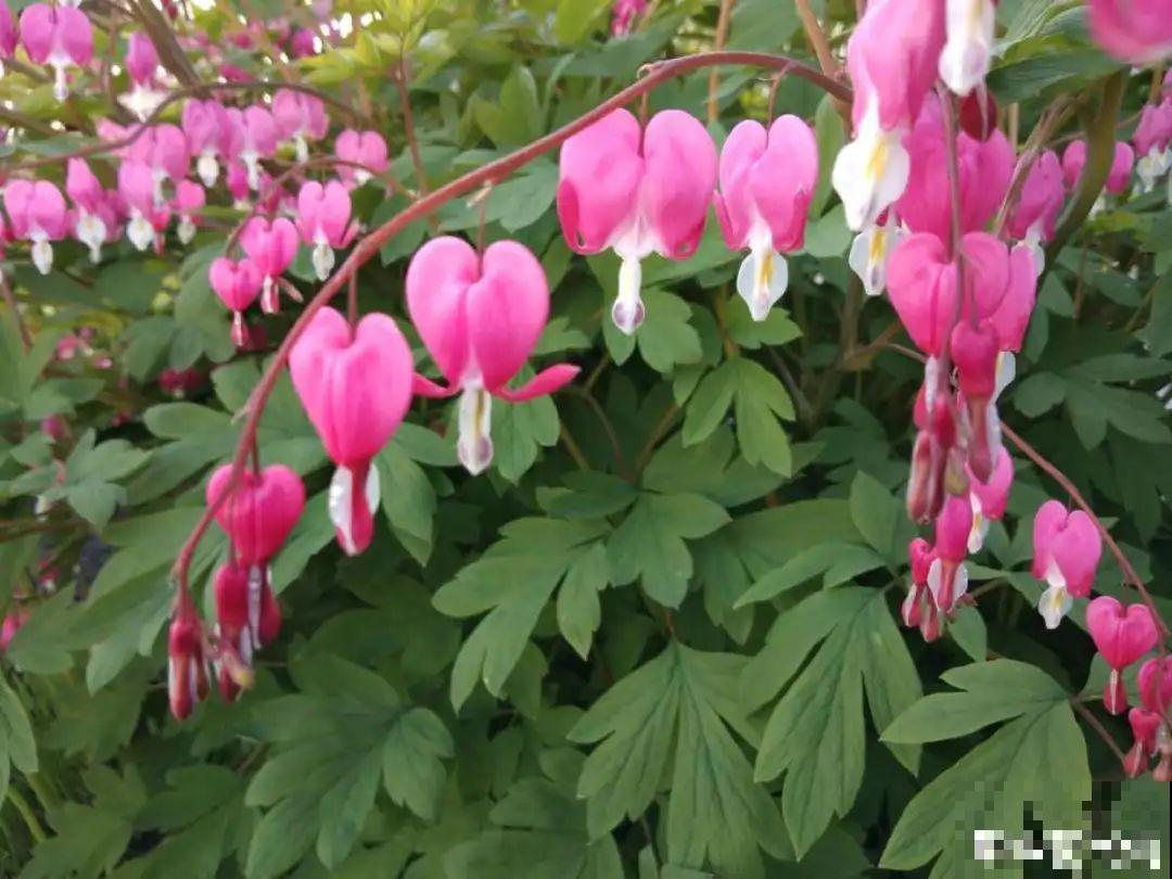 家里养盆荷包牡丹,荷包满满,富贵吉祥寓意好! 家里养盆荷包牡丹,荷包满满,富贵吉祥寓意好!