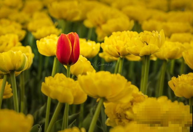 纪念日买花太贵，快来种植这4种花卉，好看还有意义