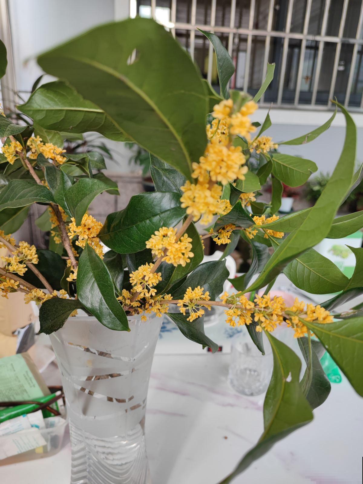 5种“坑人花”，过年买了才知上当，没技术就别养，浪费钱