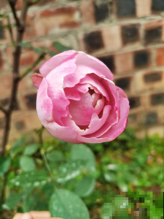 2种香水花,味道好闻不上头,客厅放一盆直接把家里氛围感拉满 2种香水花,味道好闻不上头,客厅放一盆直接把家里氛围感拉满