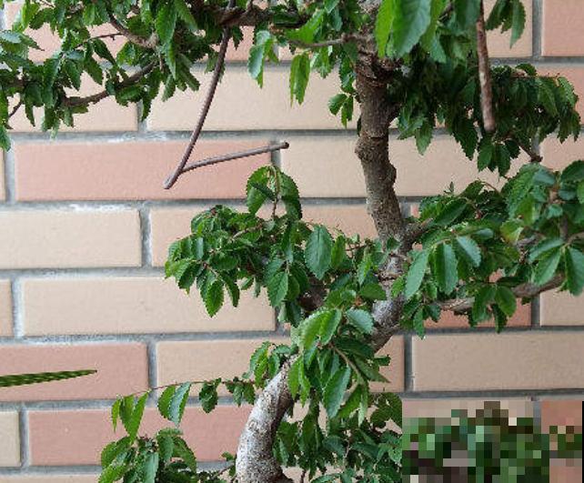 金钱榆盆景养殖，注意这4点，室内也能养好