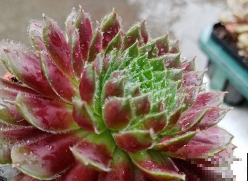 多肉中的“牡丹花”，看起来富贵吉祥，养起来居然太简单