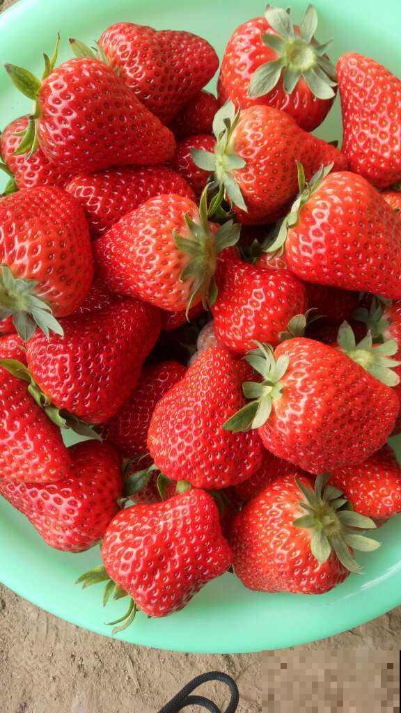 10种花有果香味，香味清新宜人，还有杀菌效果