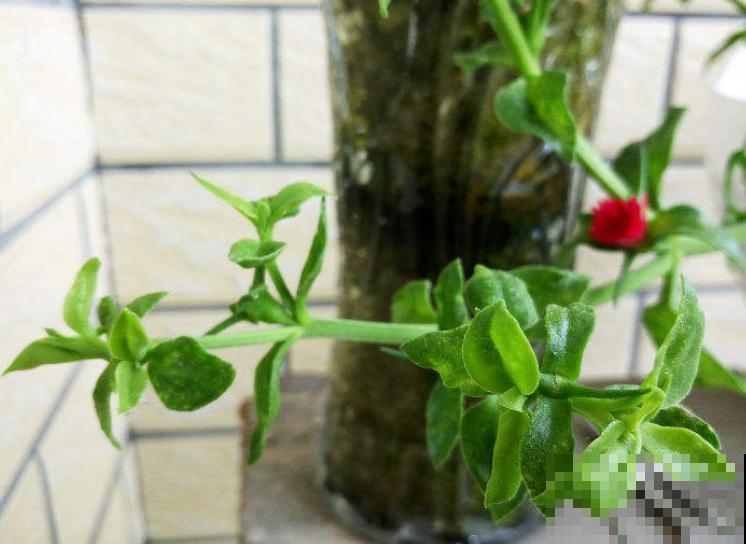 牡丹吊兰掐个叶,株型更加饱满圆润,越长越旺 牡丹吊兰掐个叶,株型更加饱满圆润,越长越旺
