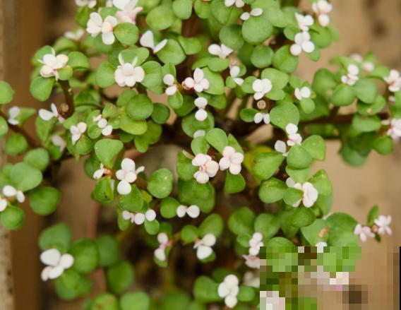 养了很多年的金枝玉叶，要想造型好看，这4个造型要知道