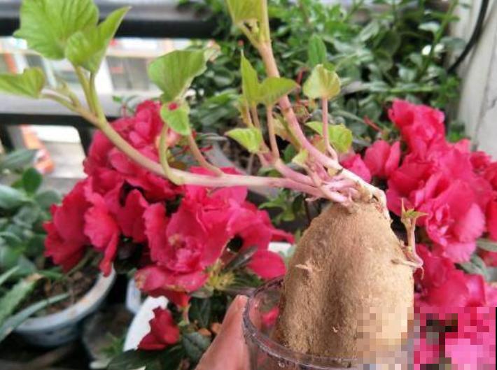 番薯种植很简单，知道这4步，成活率高