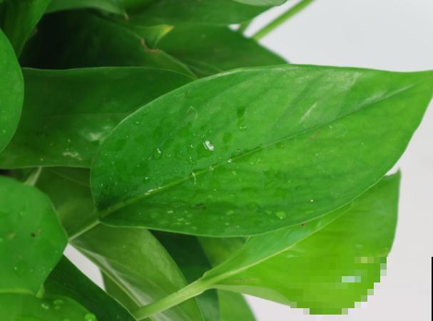 办公室常见的4种大型绿植,好养易活,还有“财源广进”好兆头 办公室常见的4种大型绿植,好养易活,还有“财源广进”好兆头