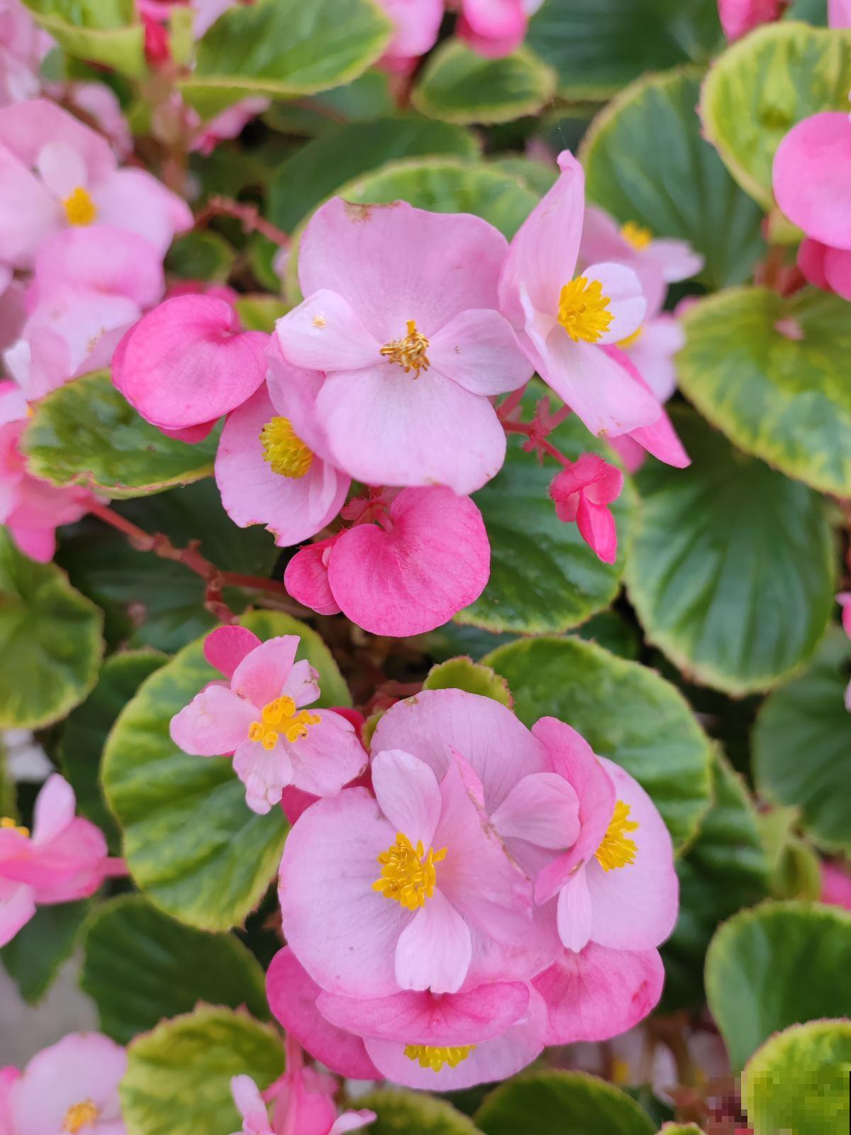 4种花，叶子不能碰水，一喷水就完蛋，千万注意