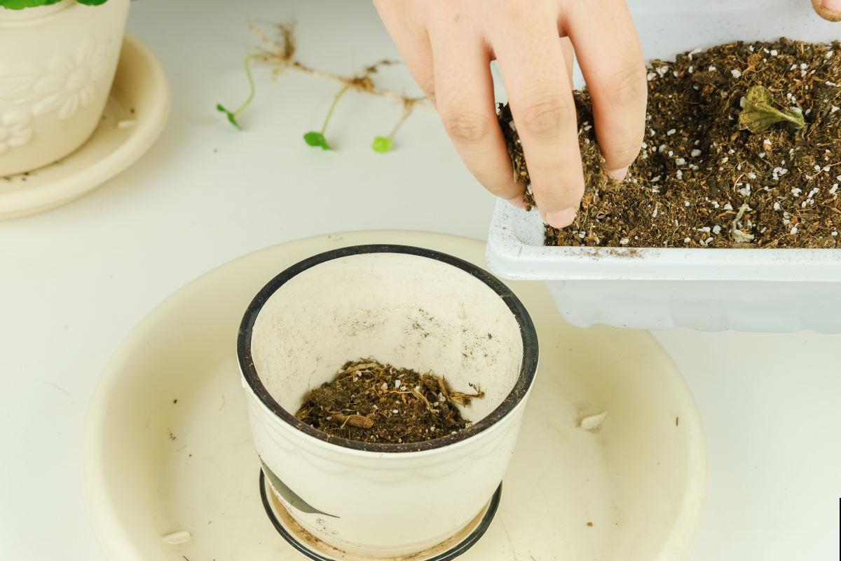 养花不能忽视花盆，选好了花长得壮，选错了花都死翘翘