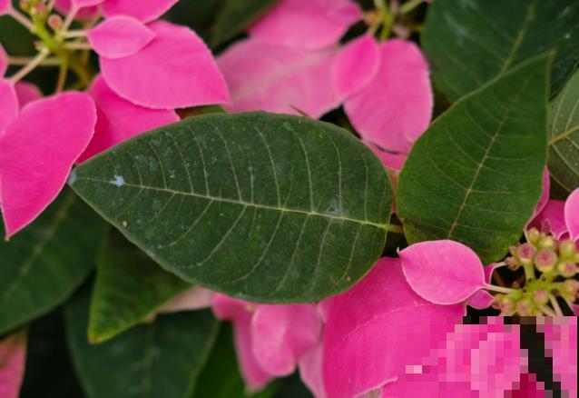 圣诞花的养殖，注意这5点，长势旺盛