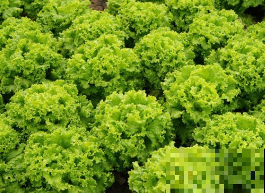 在家要想水培蔬菜，就选这5种，好养长得快