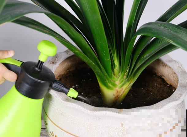 君子兰老烂根，记住这3点，轻松知道浇水时间