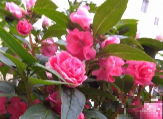 凤仙花要想养爆盆,注意这4点,呼呼长不停 凤仙花要想养爆盆,注意这4点,呼呼长不停