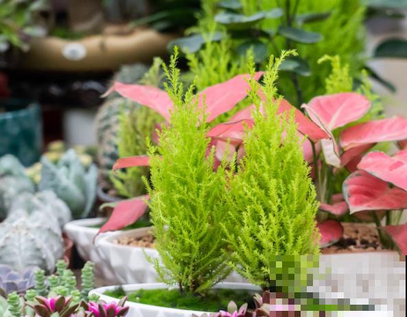 香松掐个枝条插土里，呼呼长出小嫩芽，爆盆特容易