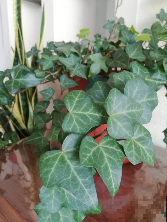 家养植物千千万,这30种都养过的,就是养花大神 家养植物千千万,这30种都养过的,就是养花大神