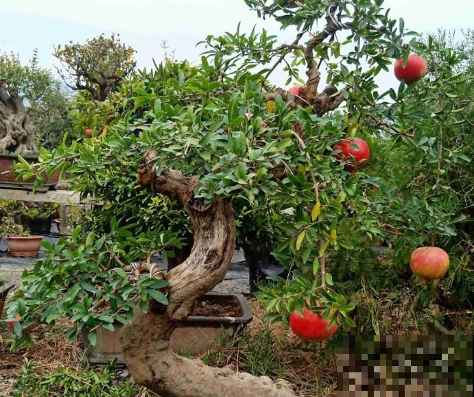十月份嫁接果树，要在温暖地区进行，主要这3点嫁接简单