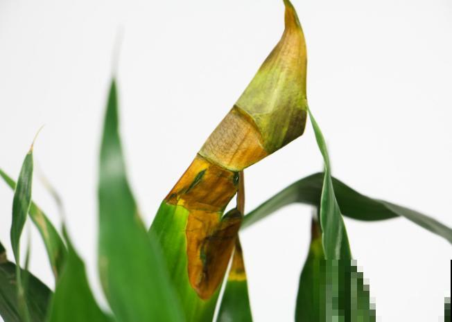 富贵竹叶子发黄别着急，学会这4点，状态会更好