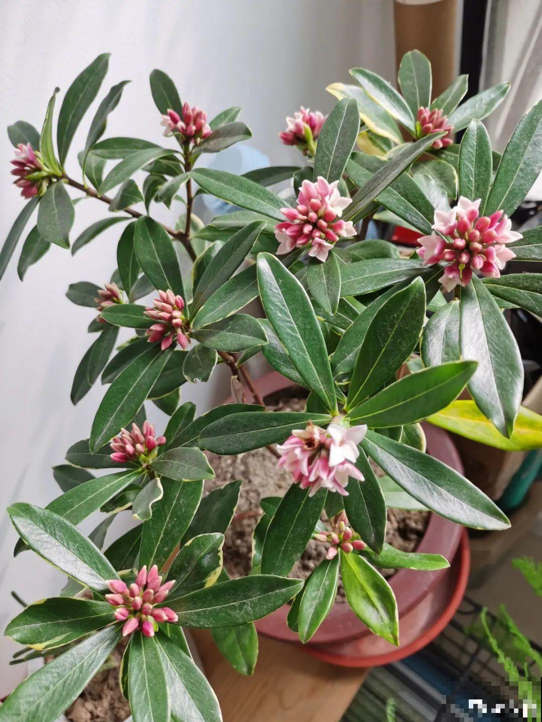 9种花不能暴晒，晒得越多花越不好，找阴凉地养