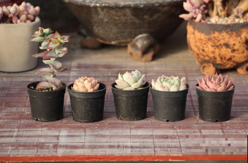 家里养多肉，遇到叶片干瘪，注意这3点轻松解决