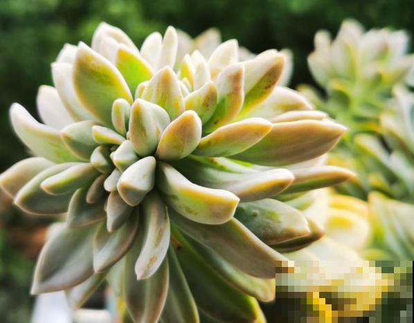 金钱滚滚多肉在家养殖，要想养的好，这5点要知道